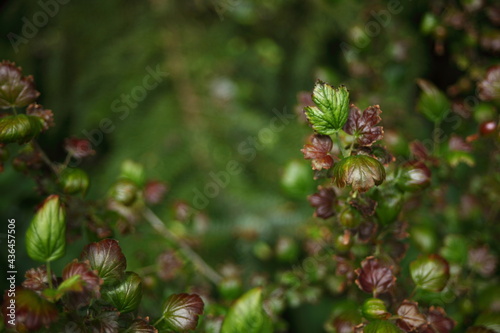 Red and green leaves of gooseberry 