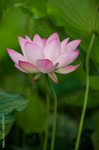 a blossoming pink lotus flower