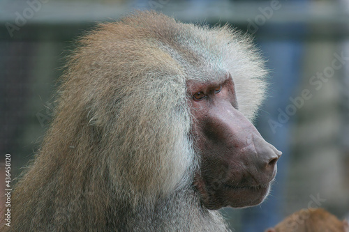 Portrait of a male baboon