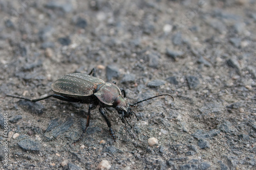 Close-up of a black weevil with a structured armature and long black antennas