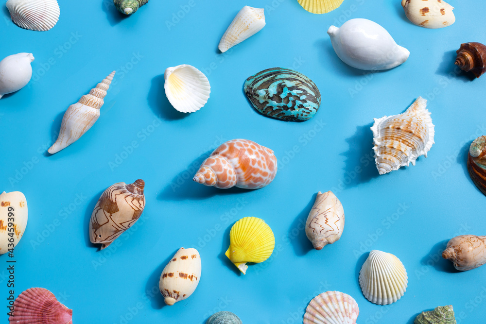 Exotic seashells on blue background.