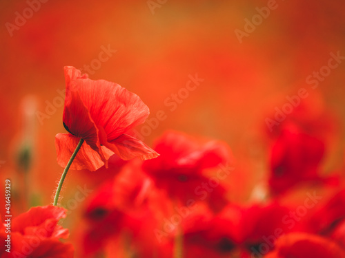 Close up view on red poppies - focus and blur background - flowers in nature - ecology concept