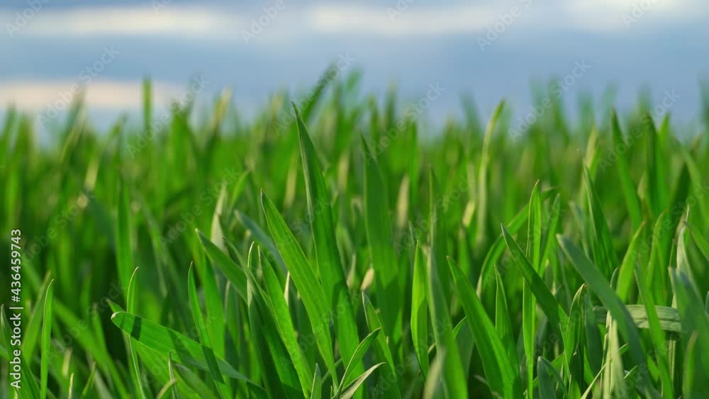 Field for growing young wheat, barley, rye. Young green wheat sprouts of grain crops. Agricultural land.
Field for growing young wheat, barley, rye. Young green wheat sprouts of grain crops. Agricultural land.