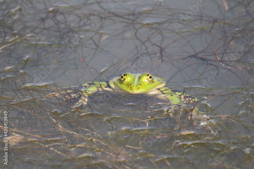 Frog in a lake © Andreas