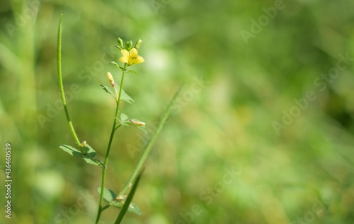 Flower beauty yellow