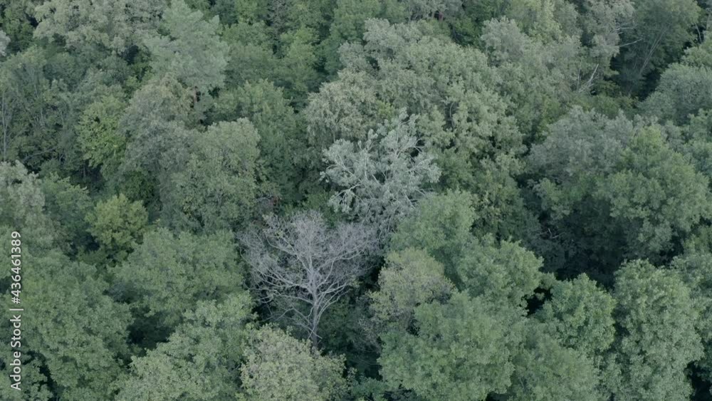 beautiful fairy forest, bird's eye view, spring in the forest beautiful fairy forest, bird's eye view, spring in the forest