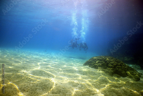 scuba diver   coral reef   caribben sea