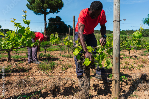 Two men working in the fields in a grape plantation to make wine. Grape harvest	