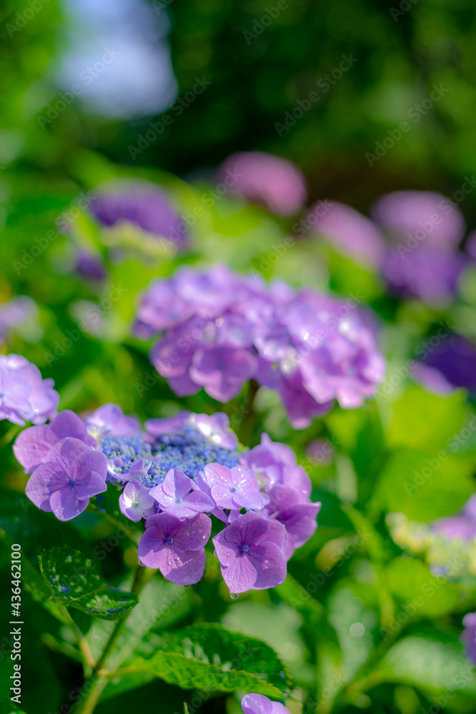 東京都文京区白山の神社に咲くたくさんのアジサイ