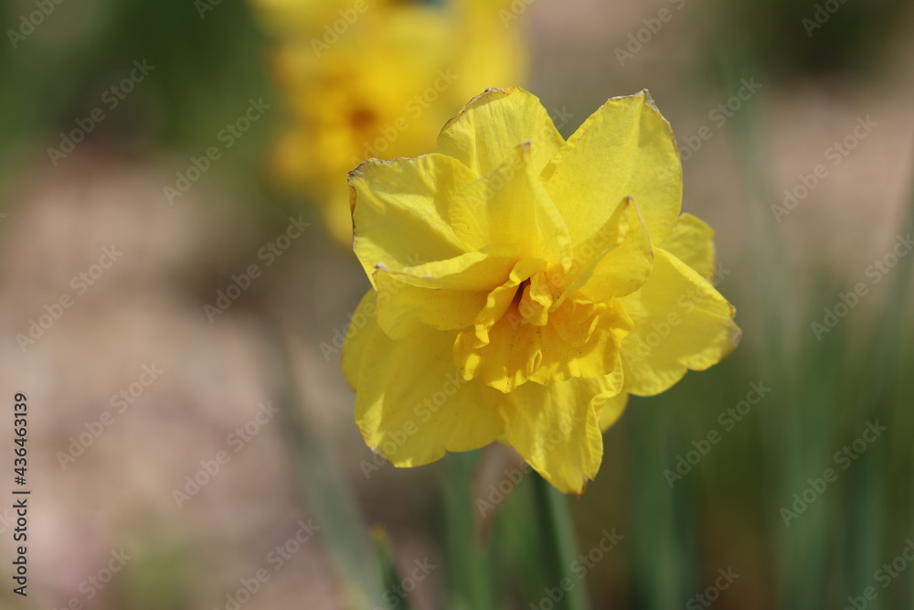 yellow daffodil flower yellow daffodil flower