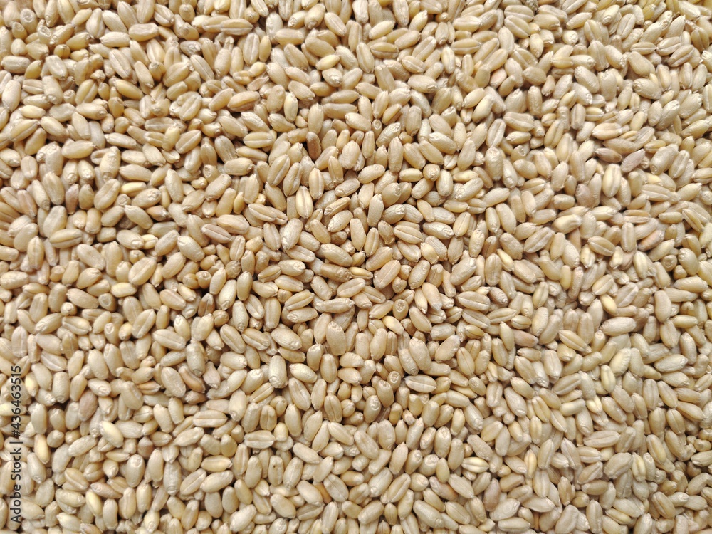 Wheat Wheat