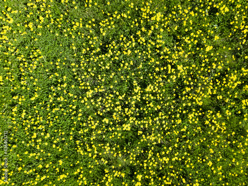 View from the air of dandelion field. Flowers blooming. Summer background.