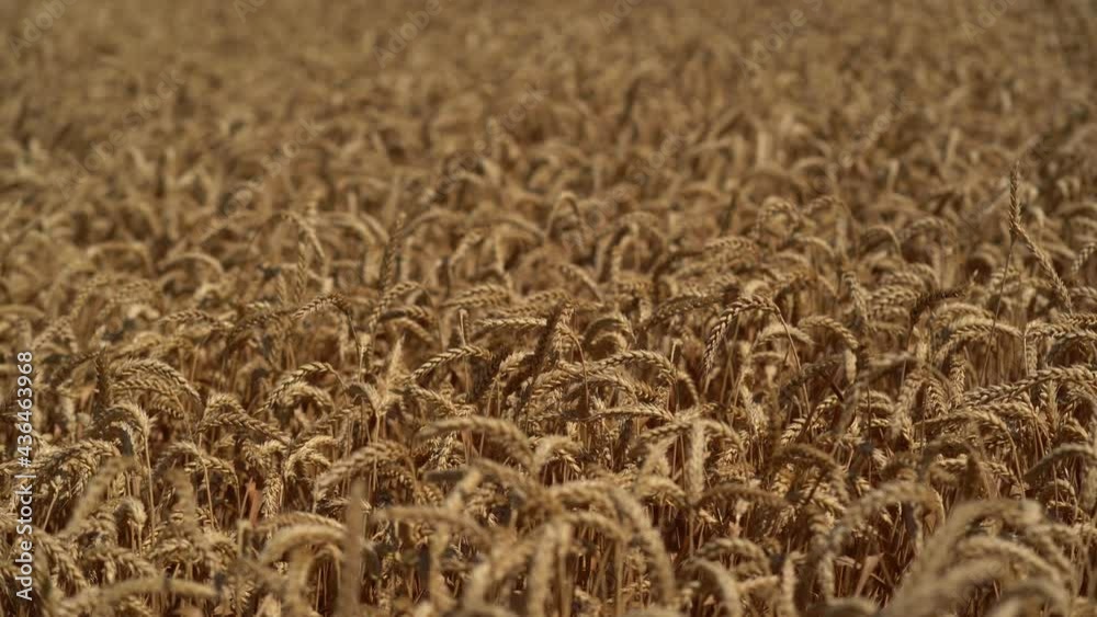 Wheat fields. Golden wheat ears close up. Beautiful Nature Sunset Landscape. Rural landscapes in shining sunlight. Background of the ripening of the ears of a wheat field. Rich harvest concept Wheat fields. Golden wheat ears close up. Beautiful Nature Sunset Landscape. Rural landscapes in shining sunlight. Background of the ripening of the ears of a wheat field. Rich harvest concept