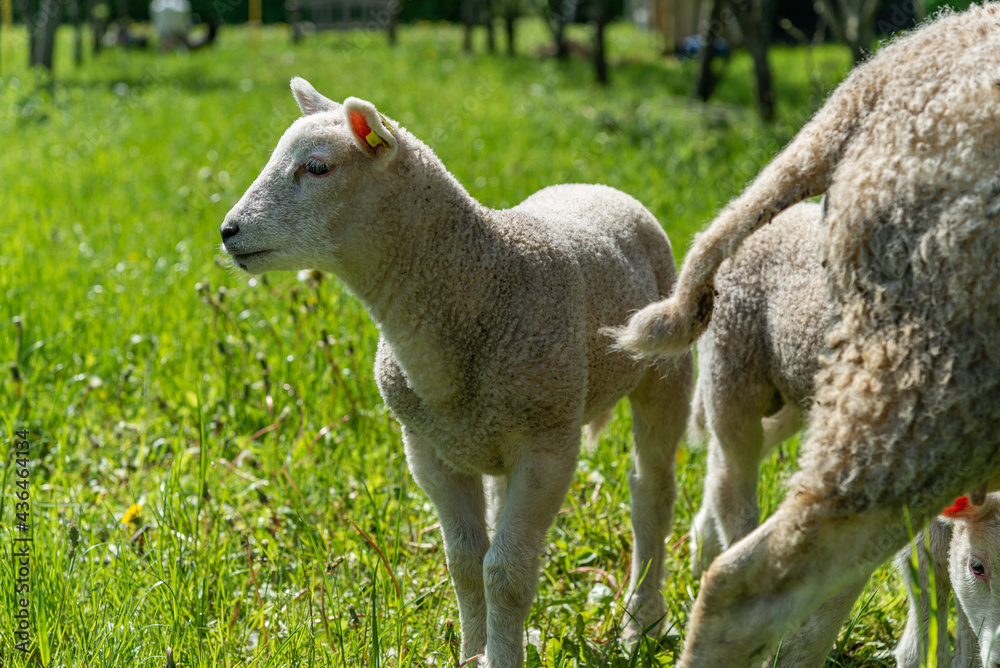 Obraz premium Organic sheep, with their kid, lie in the grass, enjoying the heat.