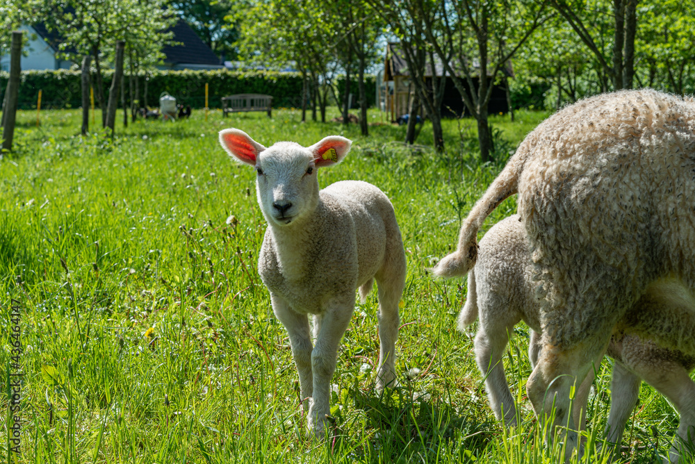 Obraz premium Organic sheep, with their kid, drinking milk, enjoying the heat.