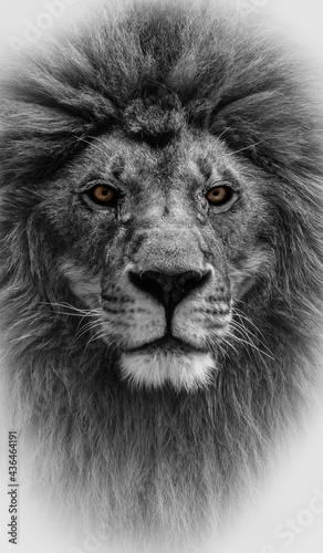 Portrait of a beautiful lion and copy space. Lion face isolated on white background © Denis