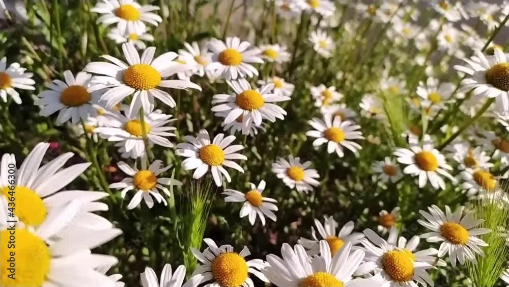 White petals Marguerite chamomile flowers in full blow in spring and summer as beautiful daisy flower show freshness and organic herbs in tranquil situation on a shiny summer day morning as close-up White petals Marguerite chamomile flowers in full blow in spring and summer as beautiful daisy flower show freshness and organic herbs in tranquil situation on a shiny summer day morning as close-up