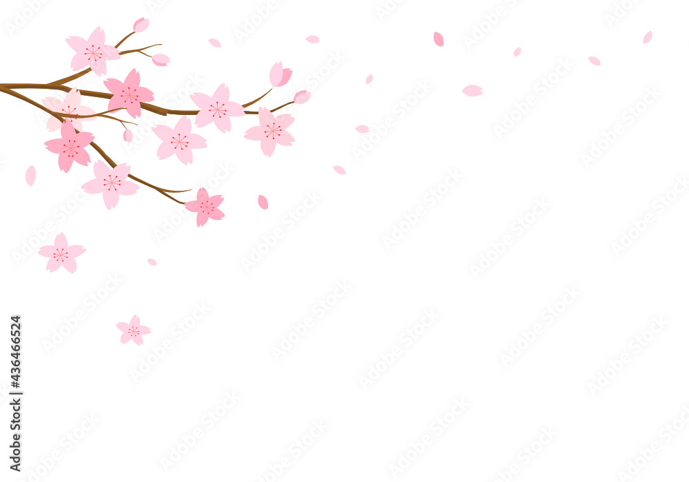 Cherry blossom branch vector.