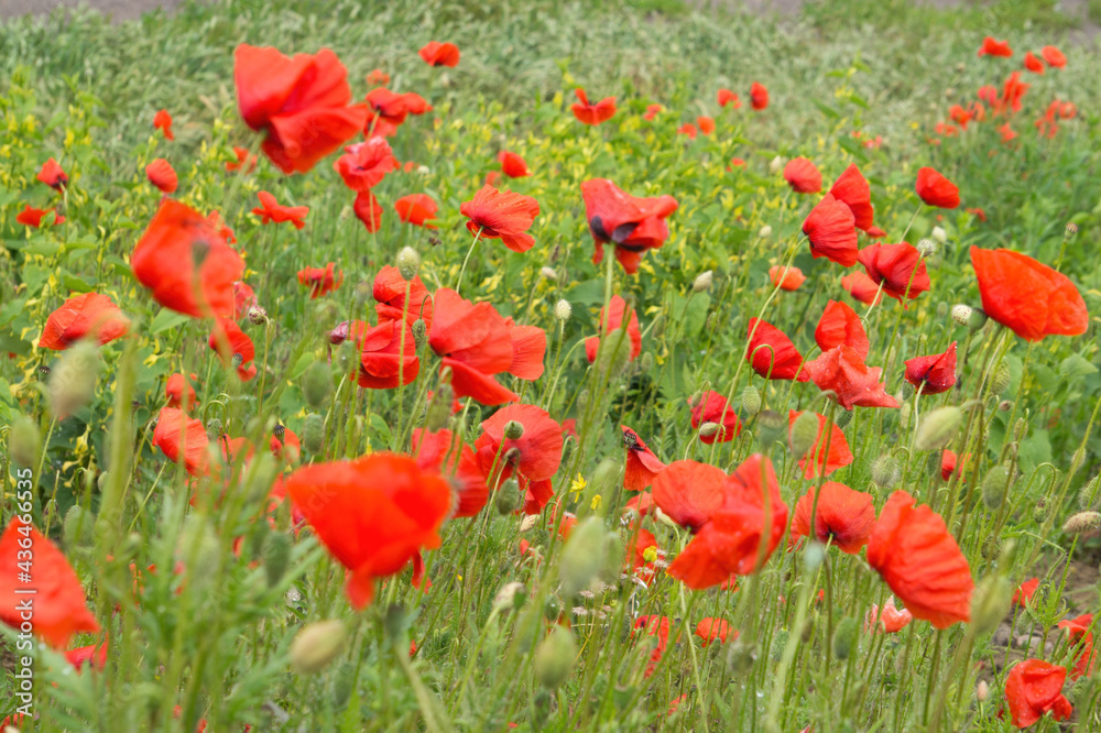 Obraz premium Red poppies and sunny summer meadow