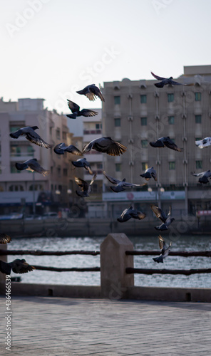 Photography birds on the roof