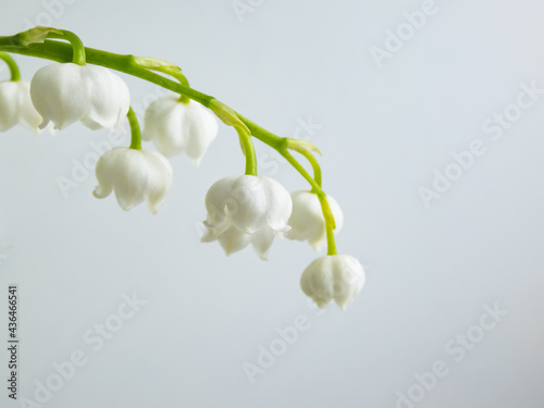 Macro shot of sweetly scented, pendent, bell-shaped white flowers of Lily of the valley (Convallaria majalis) isolated on white background in bright sunlight photo