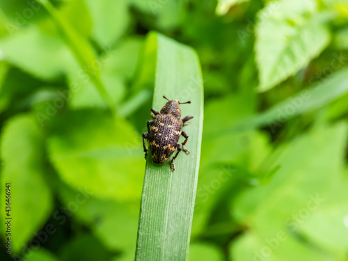 Fotografija Macro shot of Large pine weevil (Hylobius abietis) on a grass blade