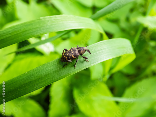 Canvas-taulu Macro shot of Large pine weevil (Hylobius abietis) on a grass blade
