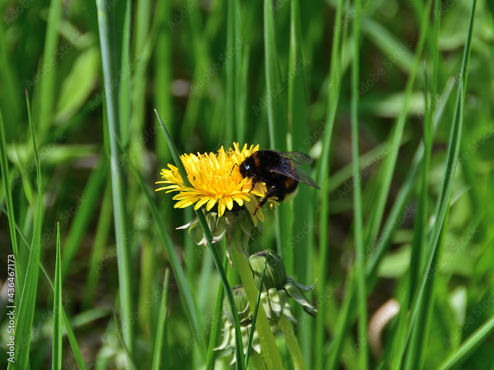 Close-up of a furry bumblebee, which, after hibernation, hardly climbed a yellow dandelion in green wild grass on a sunny day. Close-up of a furry bumblebee, which, after hibernation, hardly climbed a yellow dandelion in green wild grass on a sunny day.