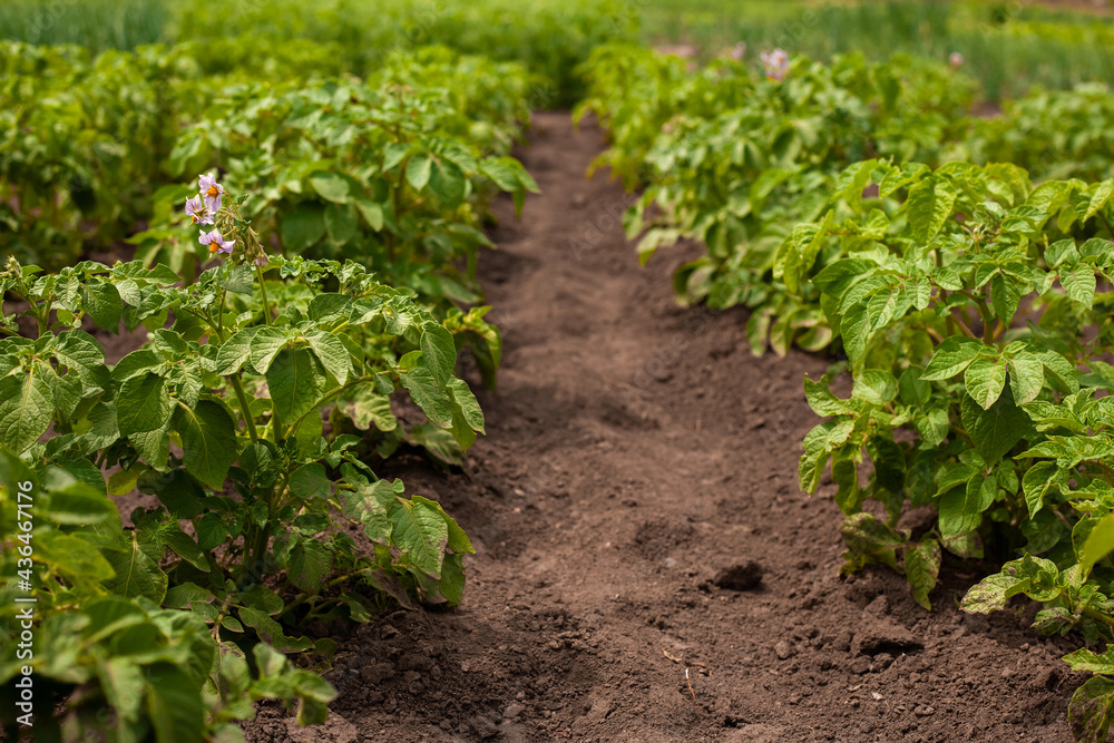 Beautiful background with healthy green potato plants with lilac flowers. Agricultural planting of potatoes. Beautiful background with healthy green potato plants with lilac flowers. Agricultural planting of potatoes.