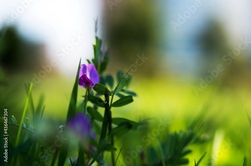 Fototapeta Naklejka Na Ścianę i Meble -  Blossom flora closeup in spring