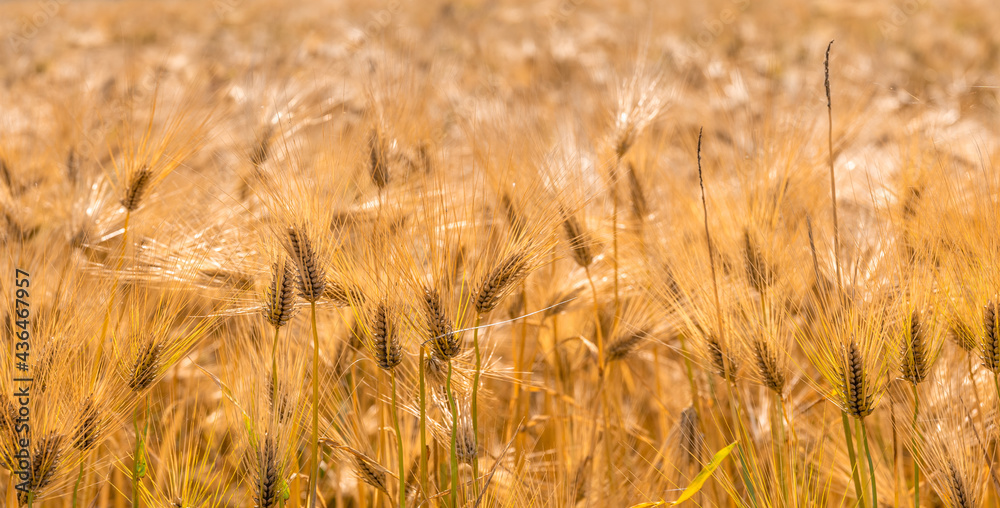 Fototapeta premium Barley grains ready for harvest on the farm.
