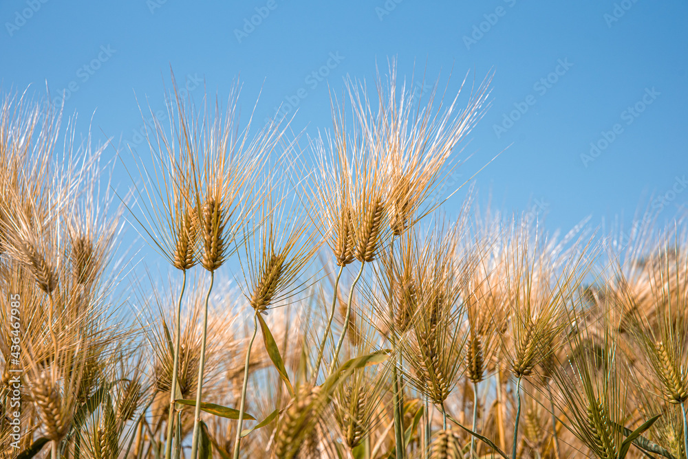 Barley grains ready for harvest on the farm. Barley grains ready for harvest on the farm.