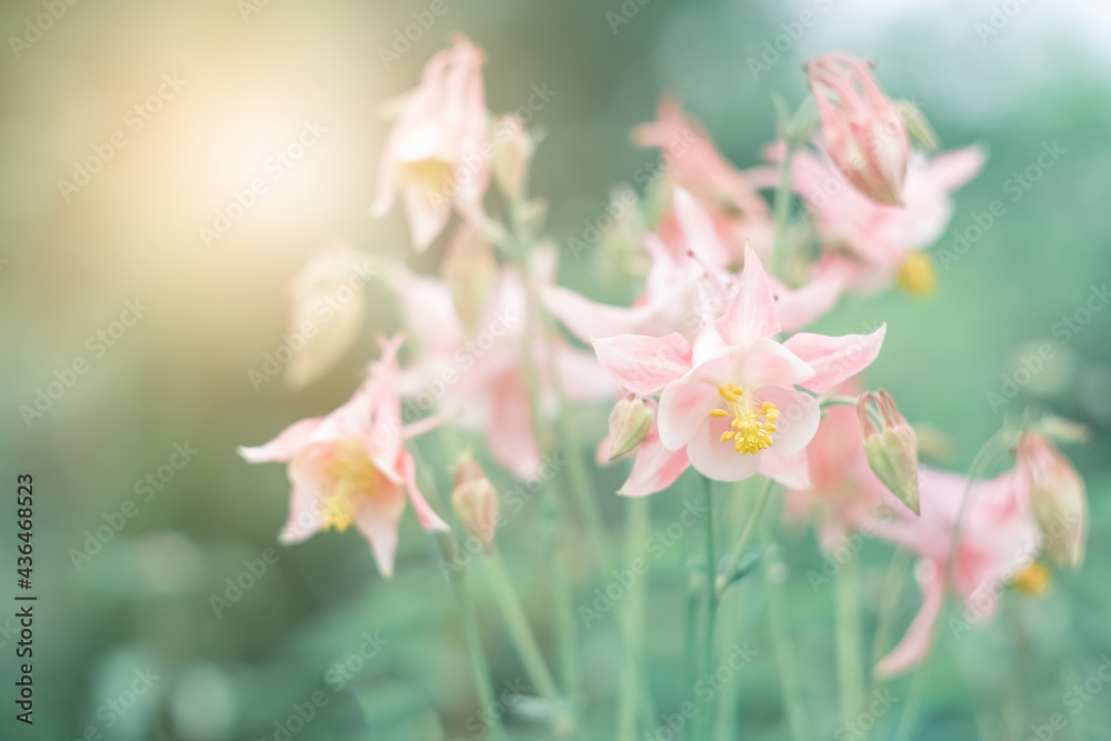 Pink aquilegia flowers in sunlight on a blurred green background. Beautiful summer art photo of nature. Selective soft focus. Pink aquilegia flowers in sunlight on a blurred green background. Beautiful summer art photo of nature. Selective soft focus.