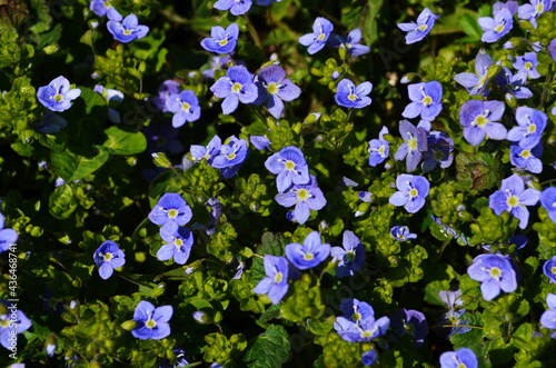 Beautiful veronica chamadris - blue flowers in spring. Floral background. photo