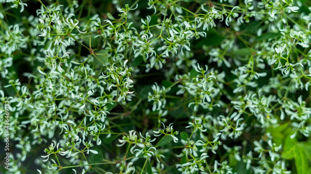 Abstract green leaves background
