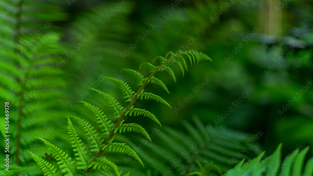 Abstract green leaves background Abstract green leaves background