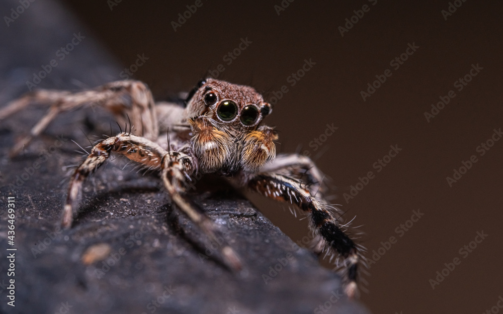 Spider on the tree bark Spider on the tree bark