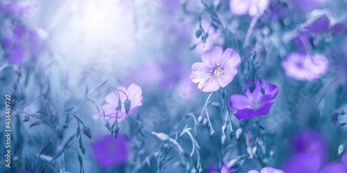 Violet flax flowers in sunlight on a blue toned background. Beautiful summer art banner. Floral background pastel color. Selective soft focus.