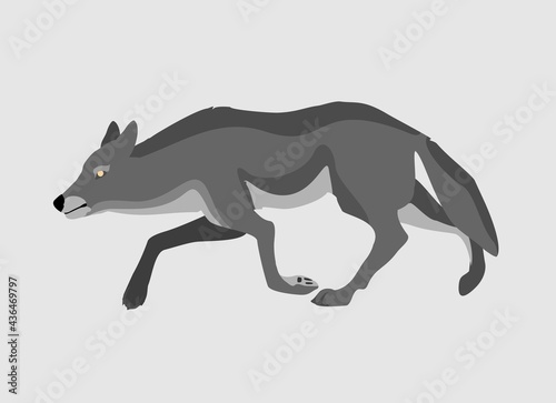 Fototapeta Naklejka Na Ścianę i Meble -  Grey Wolf running . Powerfull of a dangerous predator animal. A wild  animal with gray fur. Side view. Vector illustration isolated on  white 
