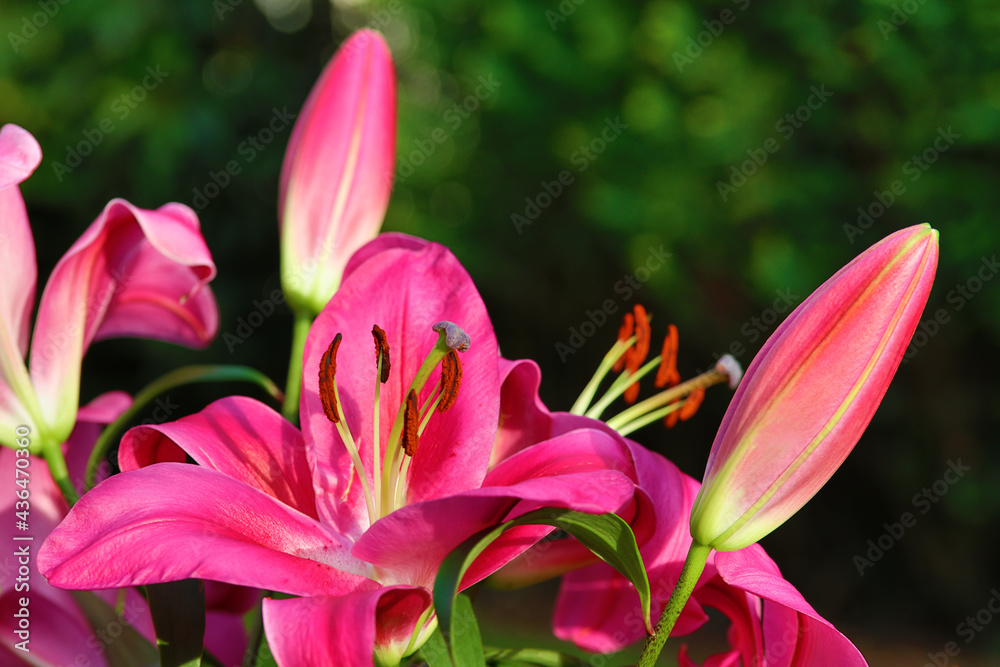 pink lilies in summer light with green background