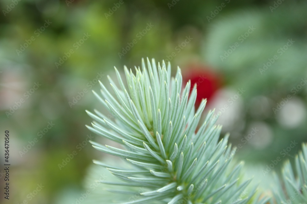 Spruce branch. Close-up pine tree branches with needles. Macro shot of fir branches. Christmas tree wallpaper background. Spruce branch. Close-up pine tree branches with needles. Macro shot of fir branches. Christmas tree wallpaper background.