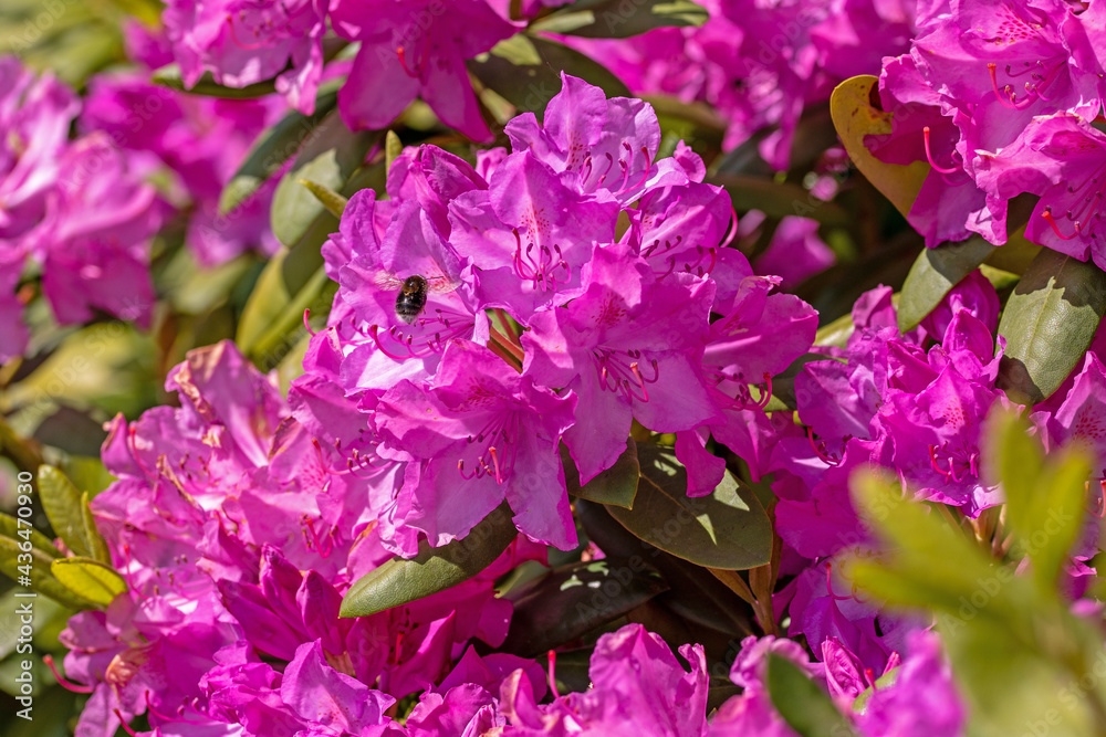 a close up of a pink rhododendron with bright blossom and a bumblebee with green background