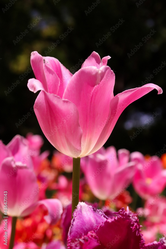 Fototapeta premium チューリップ 春 ガーデン ピンク 花畑 フラワー ガーデン カラフル リラックス 庭園 鮮やか 美しい 花壇