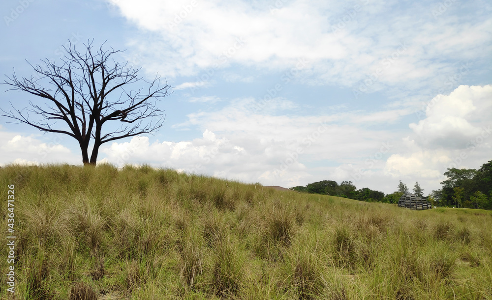 The Lone Tree in Jurong Lake Gardens Singapore The Lone Tree in Jurong Lake Gardens Singapore