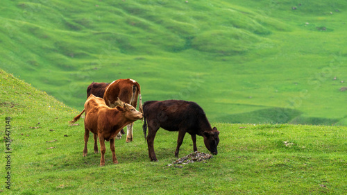 Cows graze in a high mountain green meadow