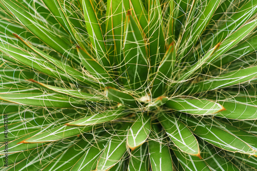 Dwarf Threaded Agave or Agave Filifera, natural green background