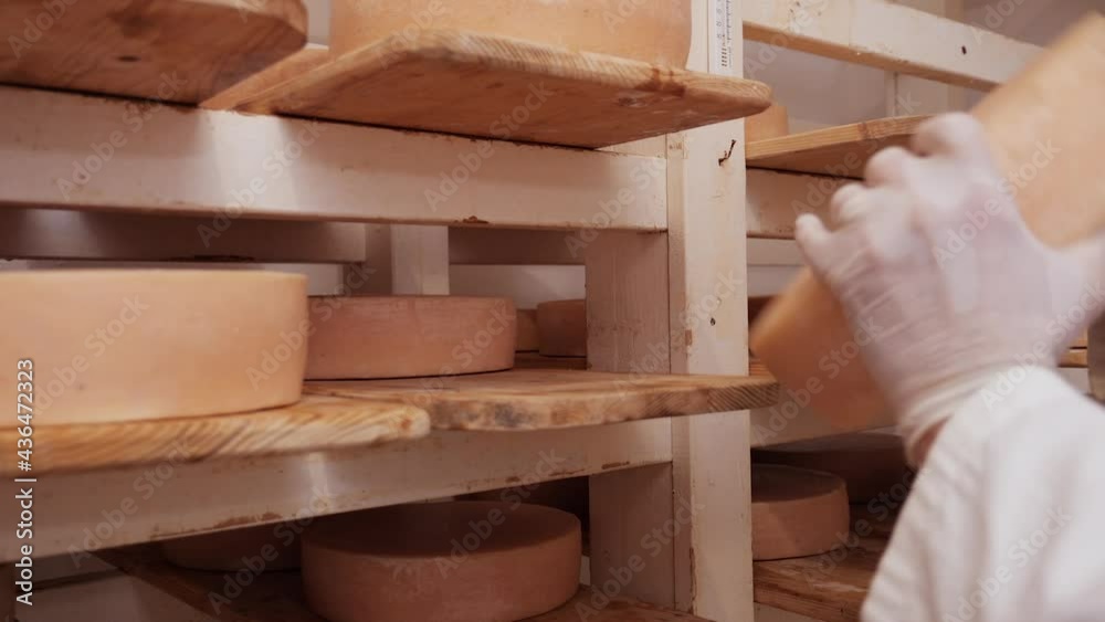 Worker Checking Maturing Cheese Wheels Putting One Back On The Shelf Traditional Maturation 