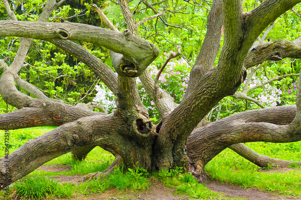 Old Juglans mandshurica or Manchurian walnut tree in spring botanical garden Old Juglans mandshurica or Manchurian walnut tree in spring botanical garden