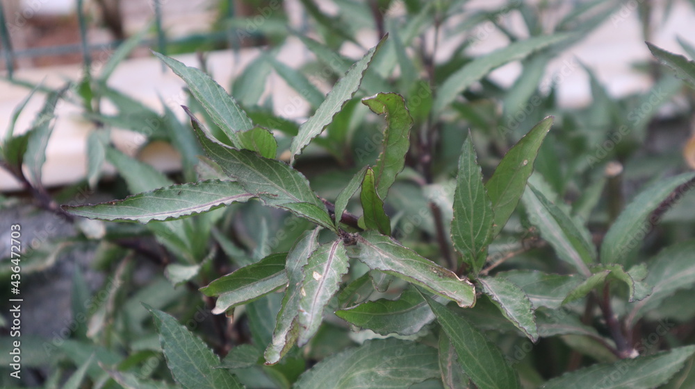 Fresh green leaf close-up at natural background. Close-up view of green leaves Fresh green leaf close-up at natural background. Close-up view of green leaves