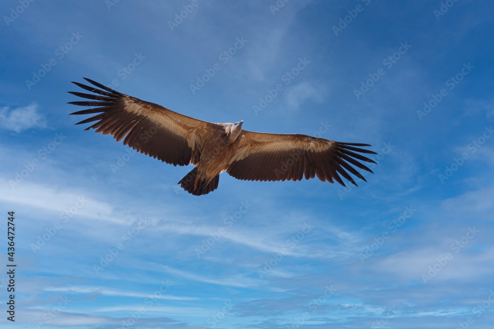 Fototapeta premium Griffon vulture, Gyps fulvus in Serrania de Ronda, Andalucía, Spain